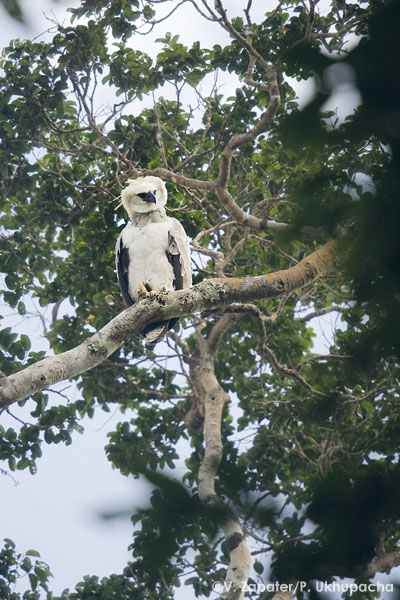Pollo de águila harpía (Harpya harpyja) de unos 9 meses, Reserva de Producción Faunística de Cuyabeno, Sucumbíos, Ecuador. 9 months harpy eagle chick in Cuyabeno Wildlife Reserve, Sucumbios, Ecuador.