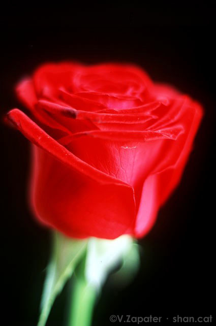 Rosa, rose, flor, plant, planta, vermell, roig, rojo, red, love, amor, passion, pasión, passió, Sant Jordi